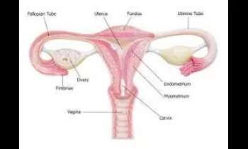Reproduction (Women)
